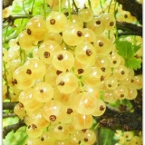 Bijela ribizla versaillesa